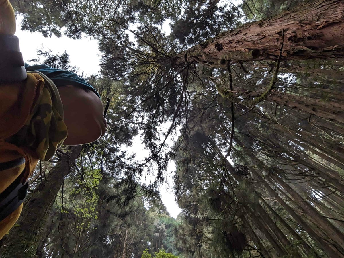 特富野古道｜阿里山水山線的塔塔加