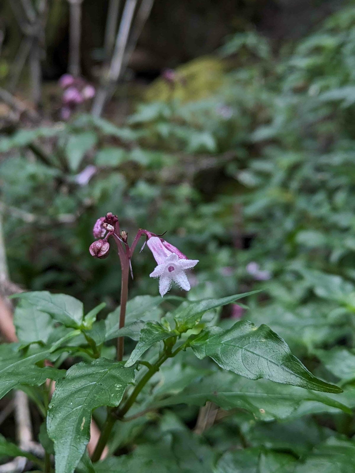特富野古道｜阿里山水山線的塔塔加