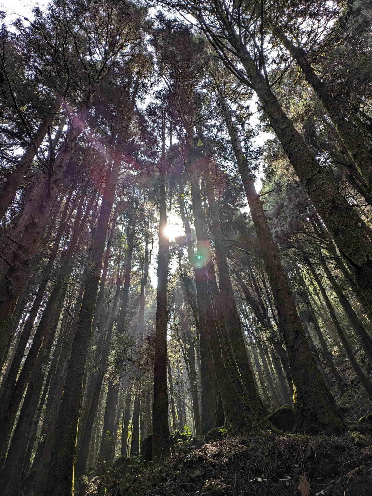 特富野古道｜阿里山水山線的塔塔加