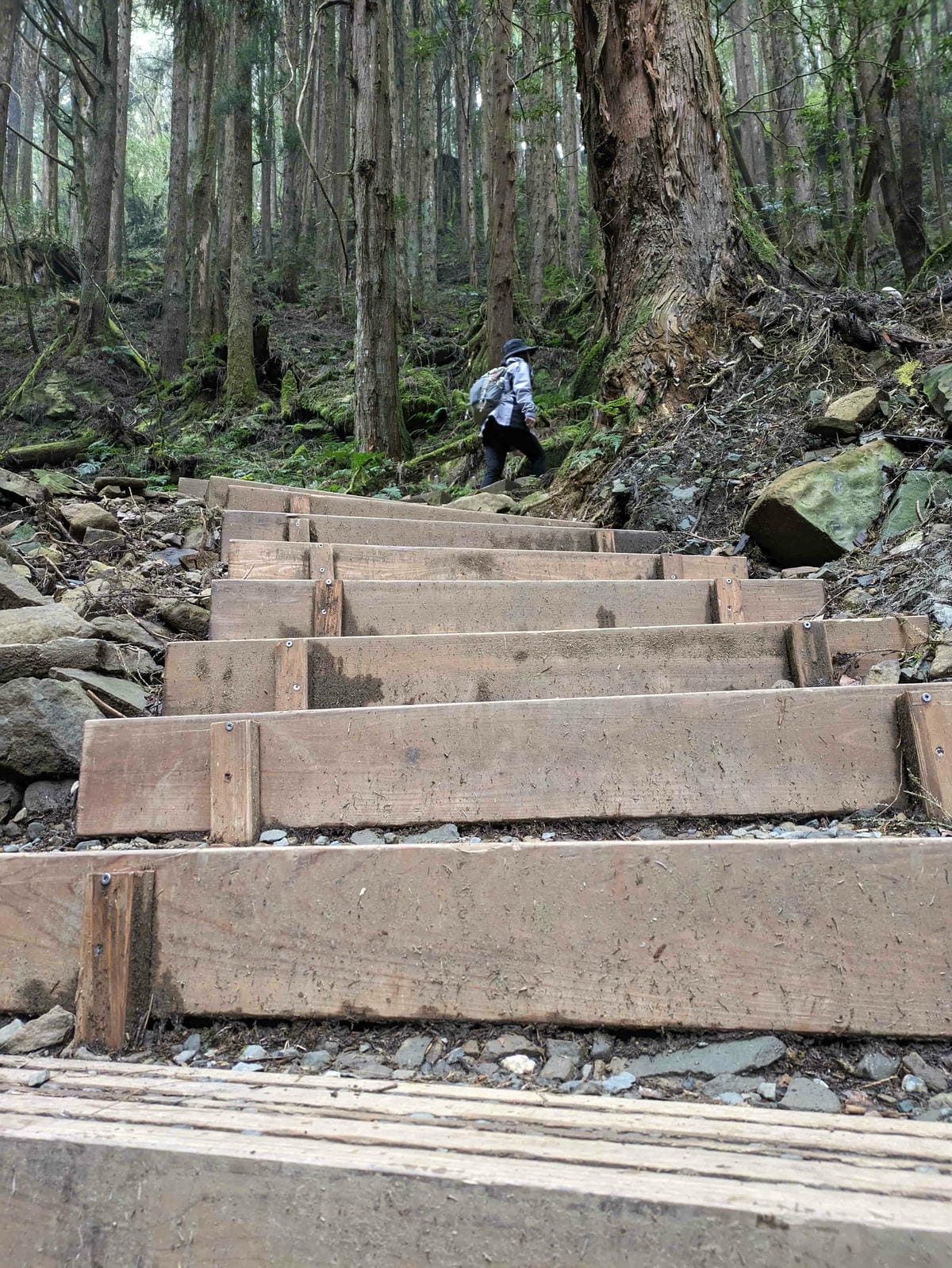 特富野古道｜阿里山水山線的塔塔加