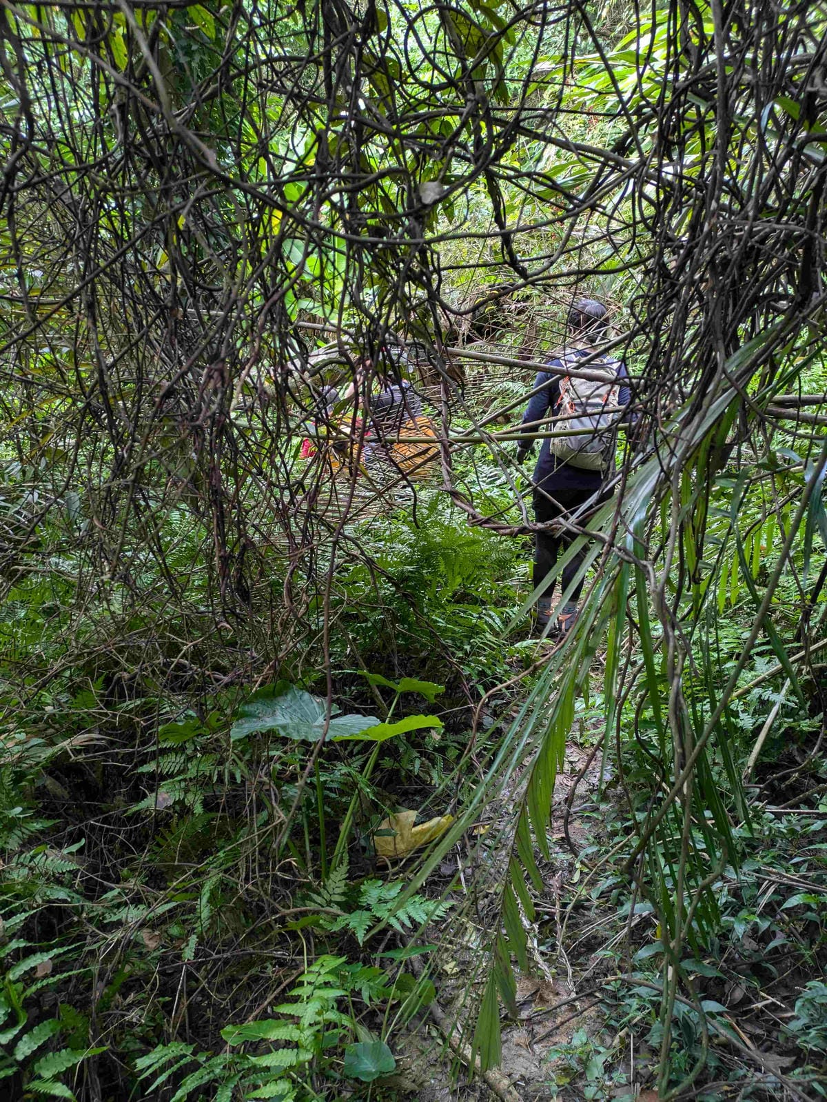 真的是台北嗎？台北新北之間迴游原始山路從金龍湖開始