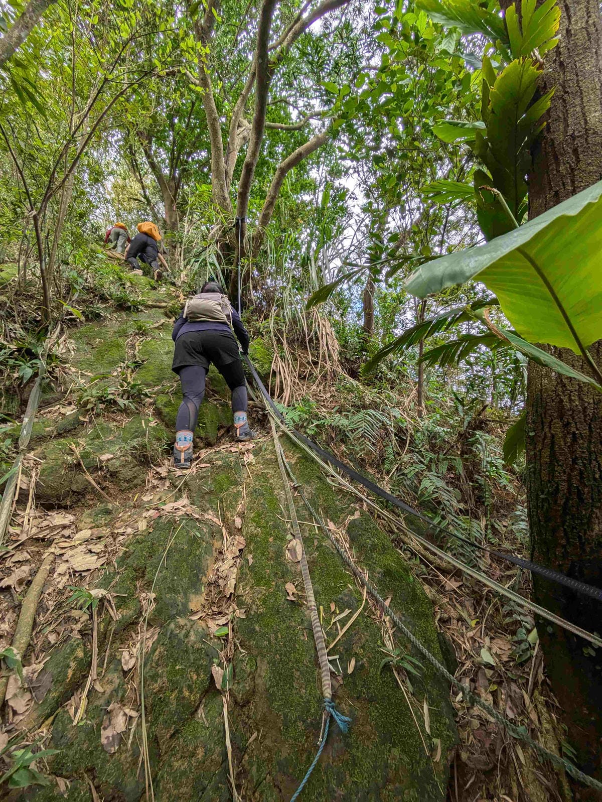 真的是台北嗎？台北新北之間迴游原始山路從金龍湖開始