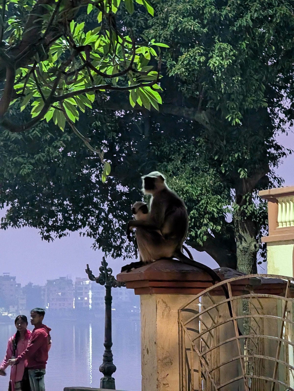 加爾各答｜武力值破表女神對上印度大塞車也是超然物外吧