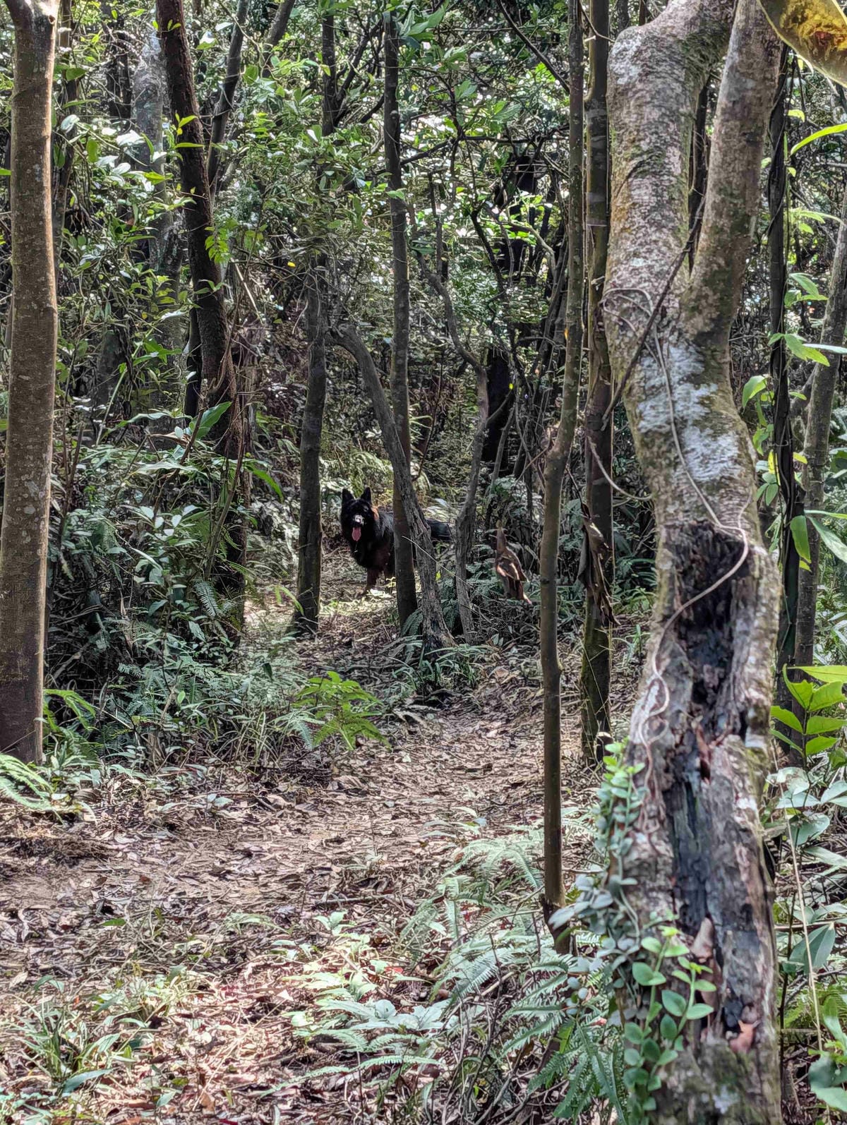 在龍船岩加入爬山練走的小可愛
