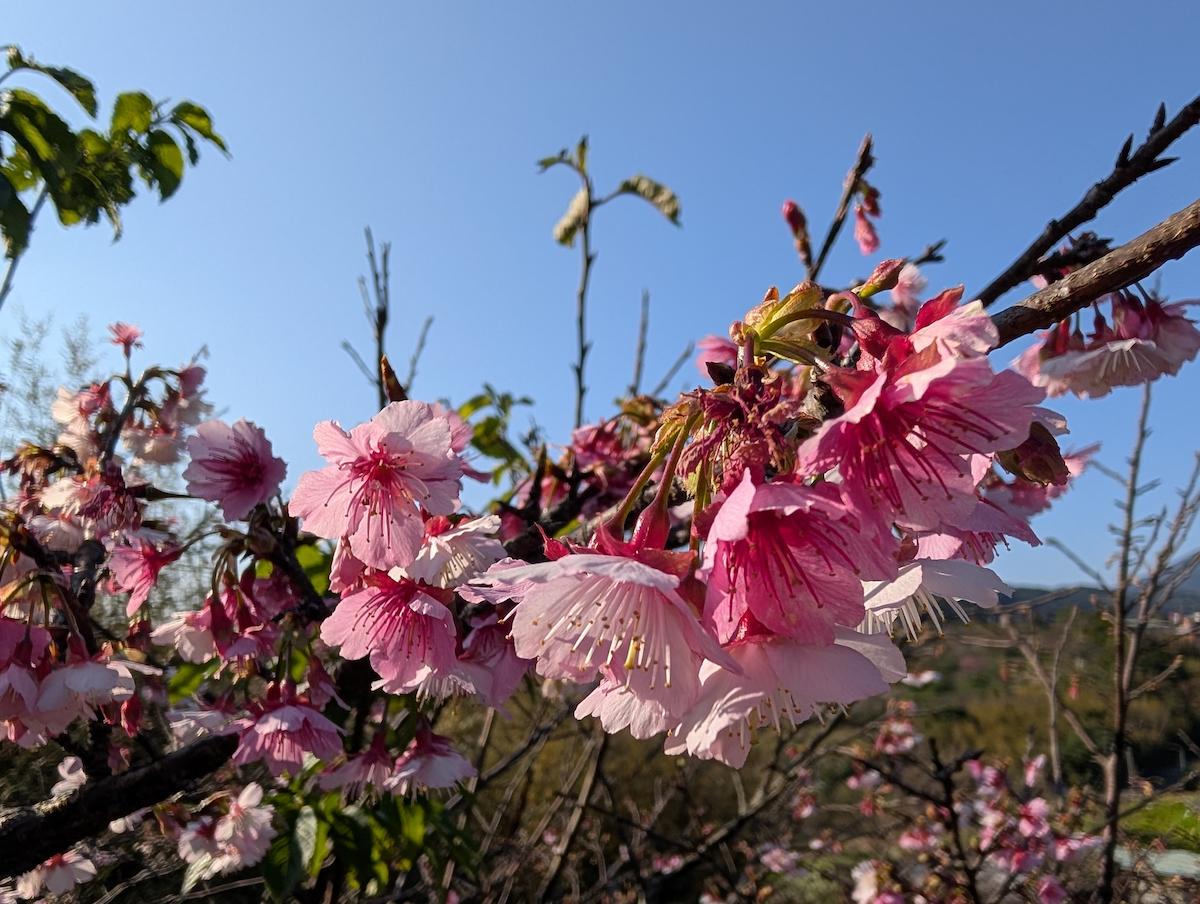 狗殷勤古道台北陽明山