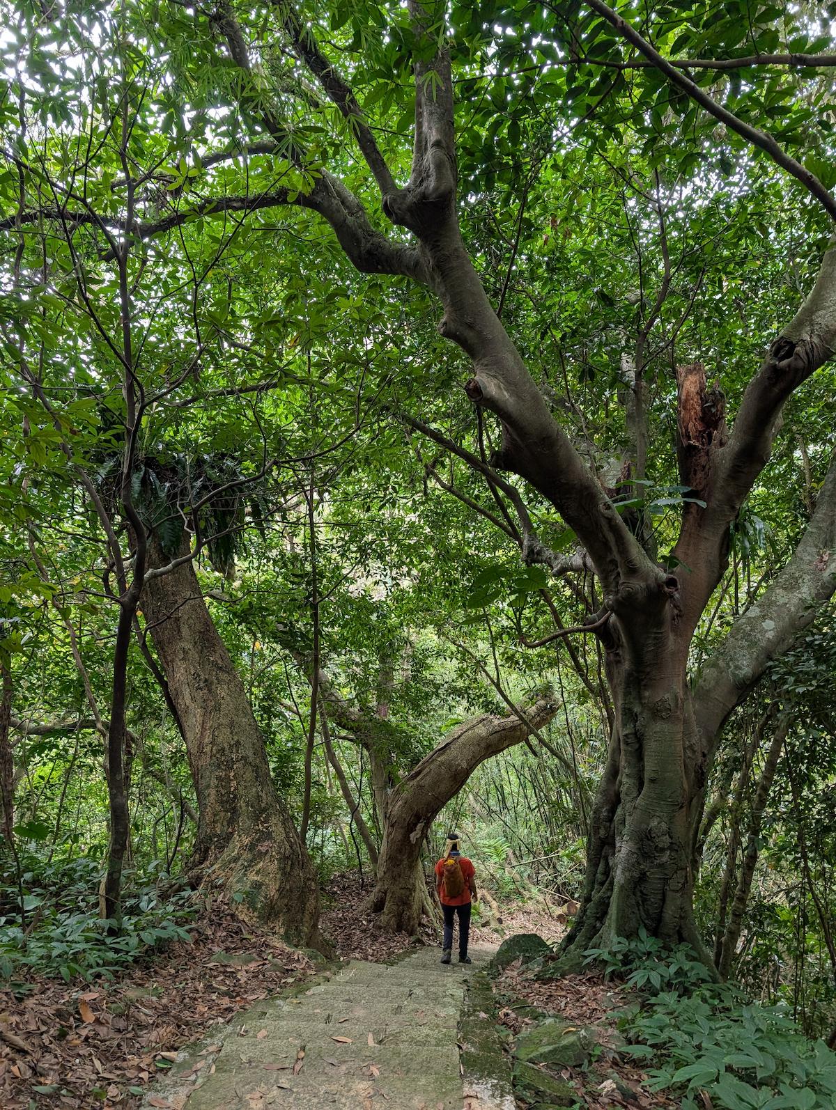 陽明山坪頂古圳