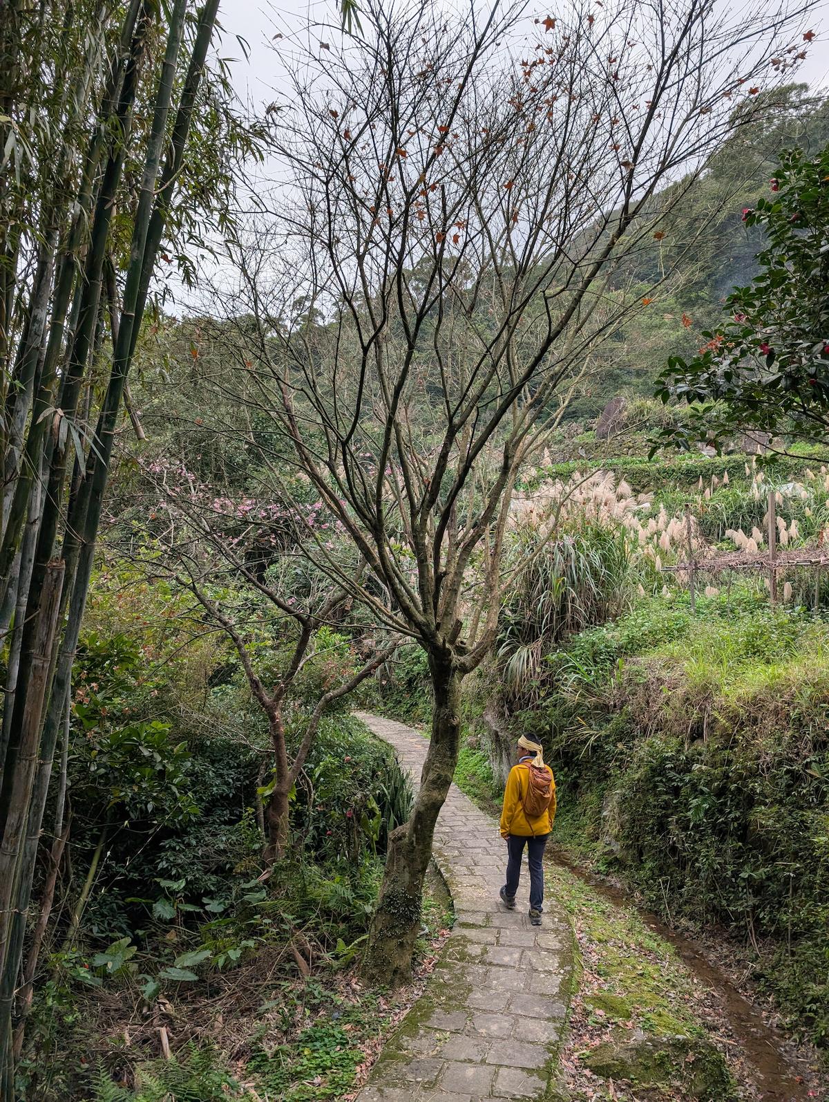 坪頂古圳大崎頭步道 療癒桂花香大道