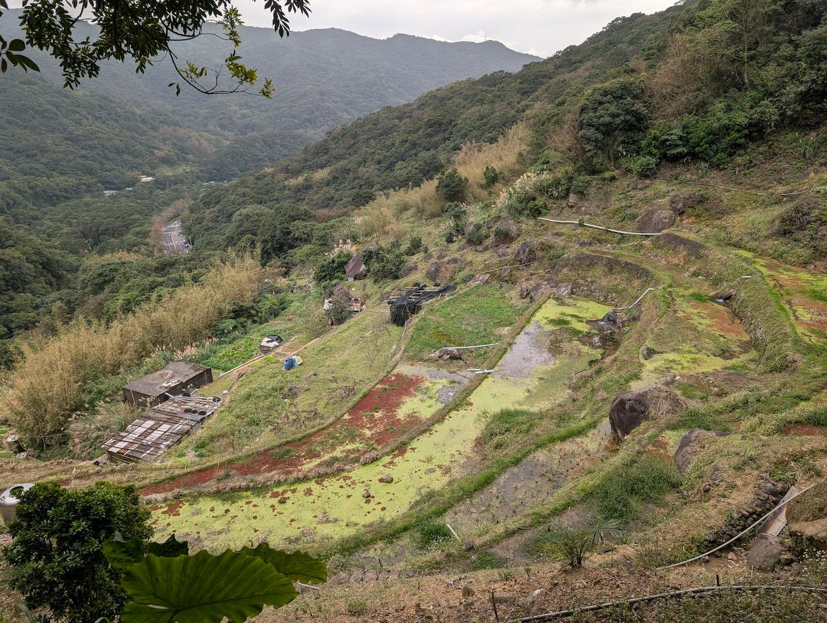 坪頂古圳大崎頭步道 療癒桂花香大道