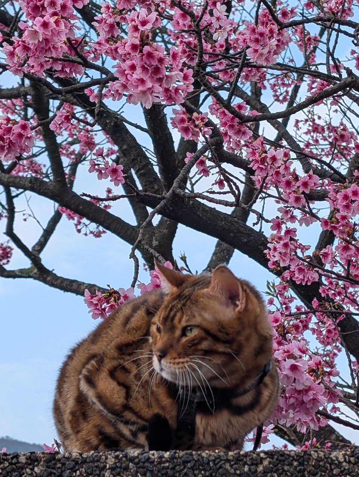陽明山櫻花菜園