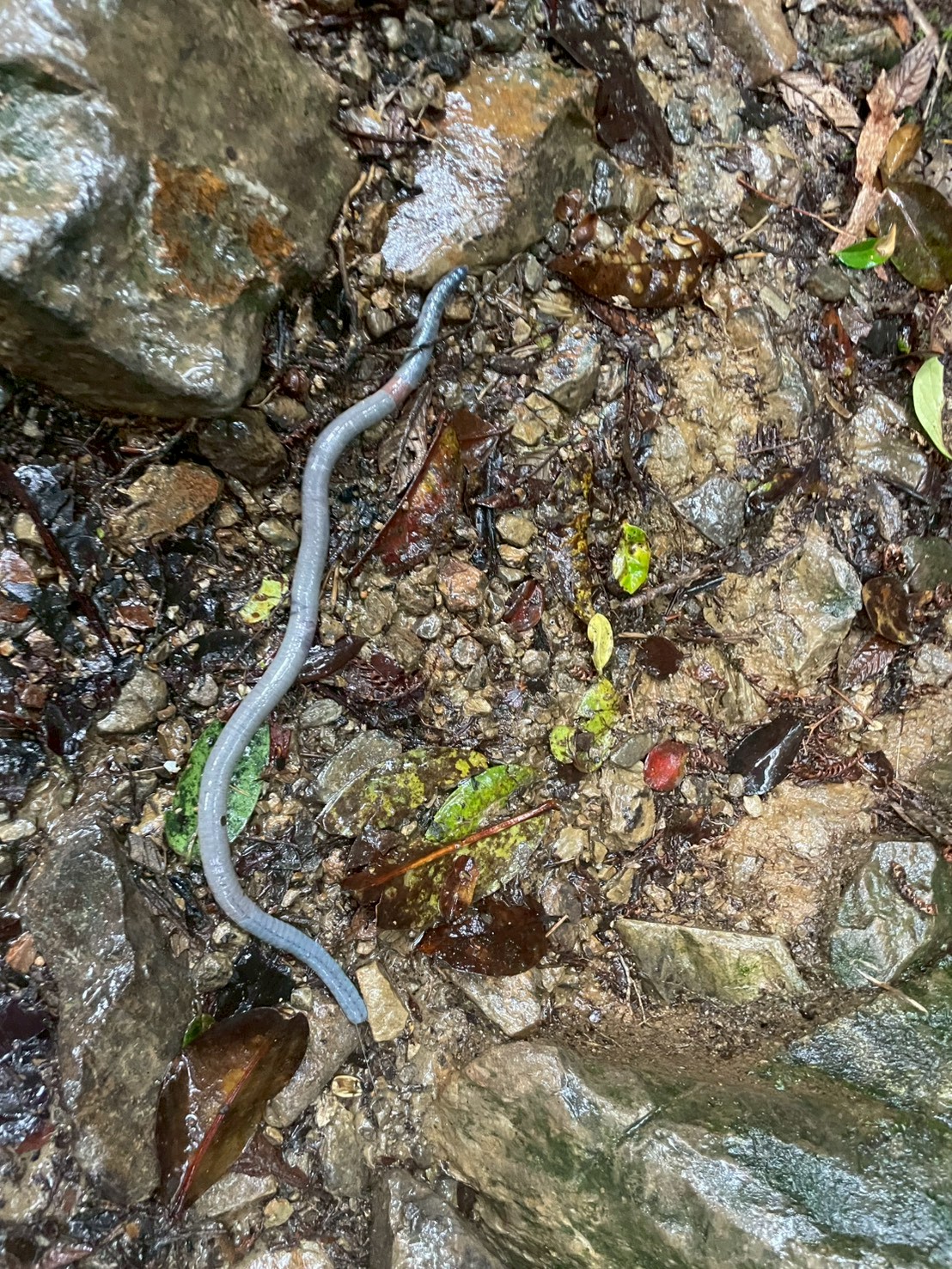 馬來西亞神山雨季是怎樣的